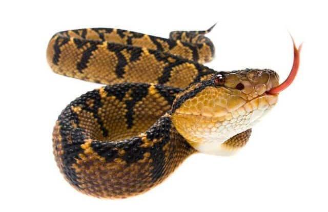 Lachesis