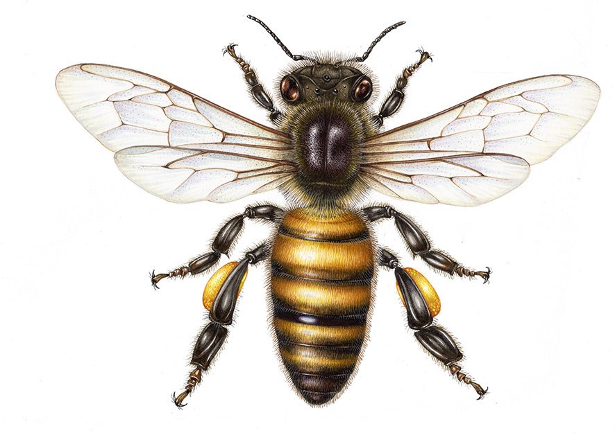 APIS MELLIFICA