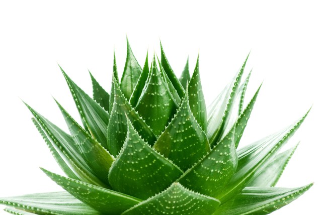 Los Medicamentos Aloe Soc.
