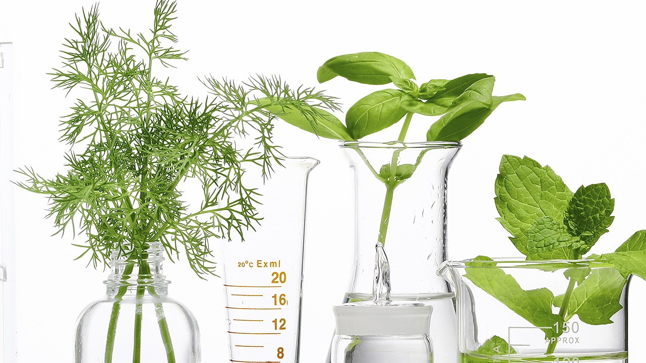 INVESTIGACION CIENTIFICA- EXPERIMENTACION EN PLANTAS