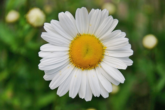 bellis perennis